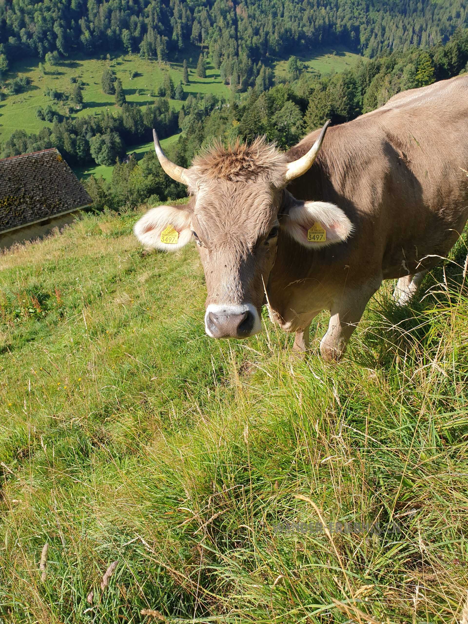 Kuh beim Hirzli (Planggenstock)