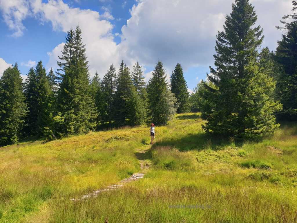 Schönes Hochmoor im Aufstieg zur Nätschhöchi