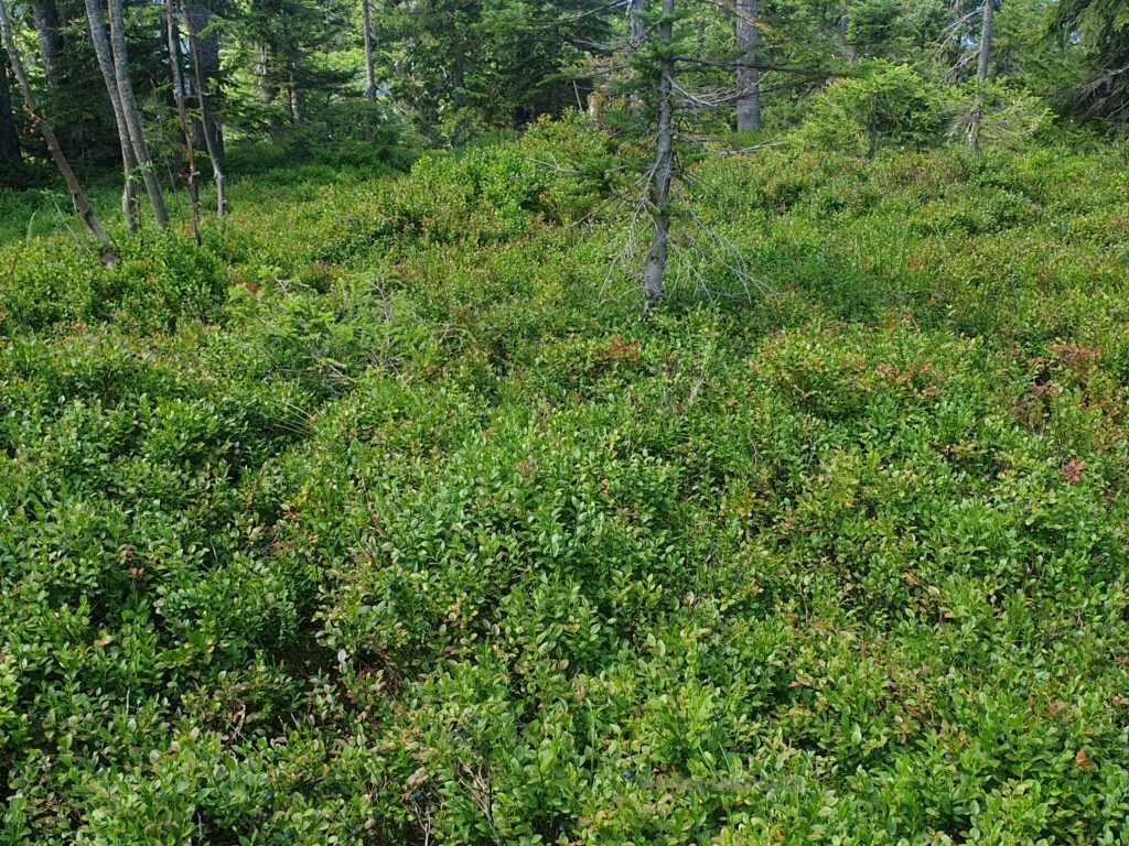 ...blueberry fields forever...