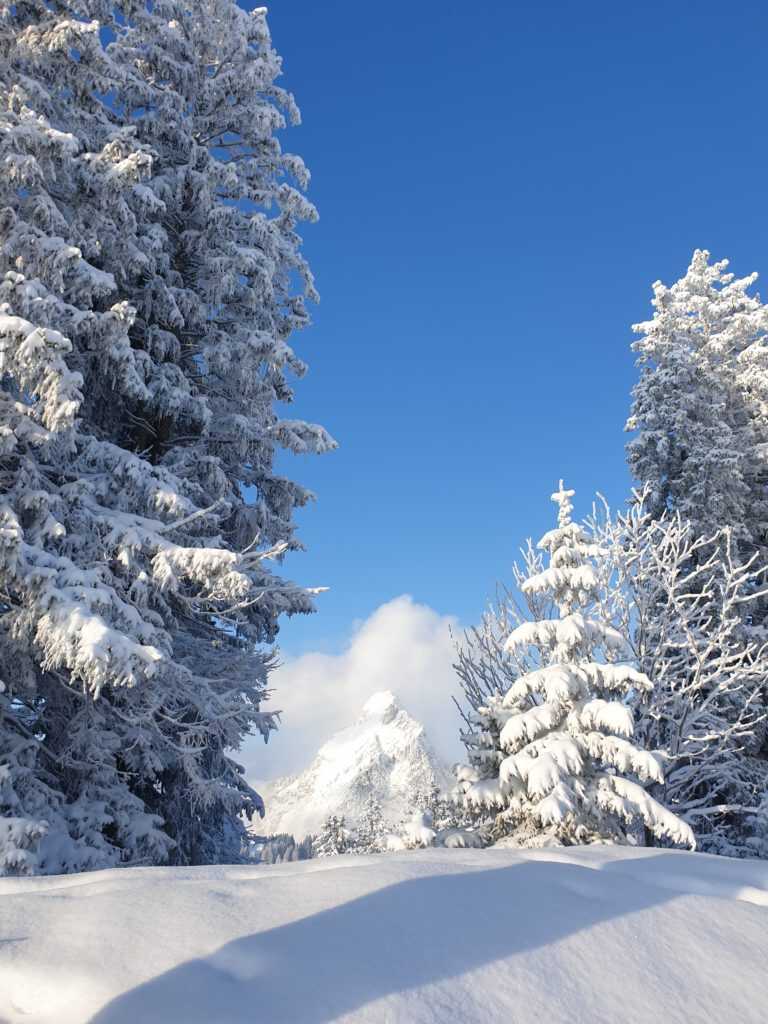 Grosser Mythen zwischen schneeverzuckerten Fichten