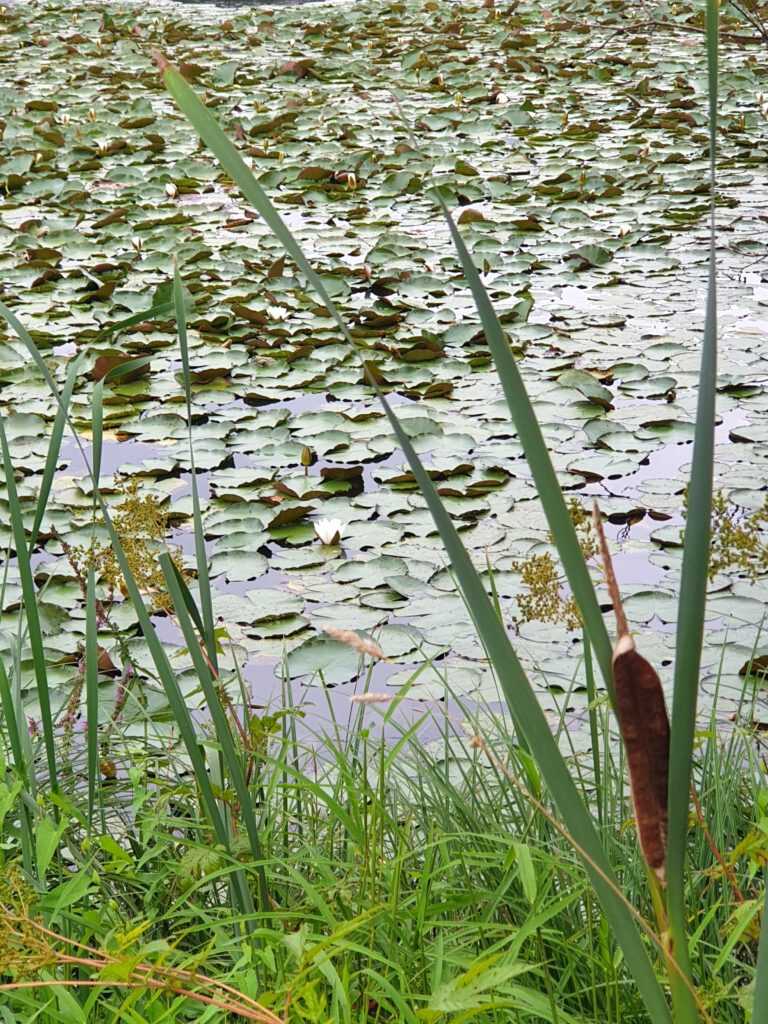 Schilf-Rohrkolben Gattikerweiher
