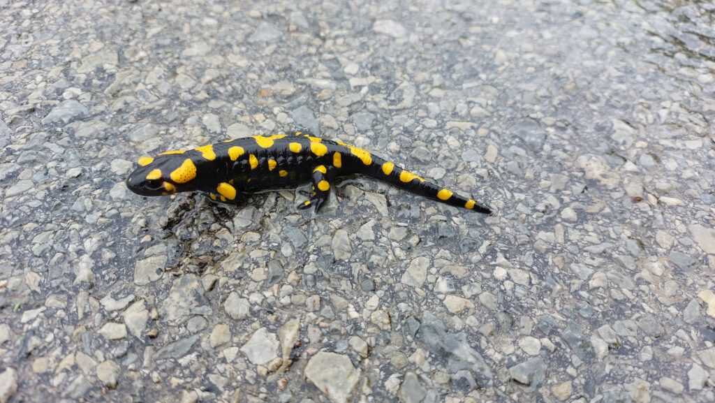 Feuersalamander überquert vor uns die Strasse