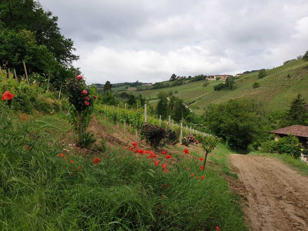 Rosen am Anfang der Rebzeile