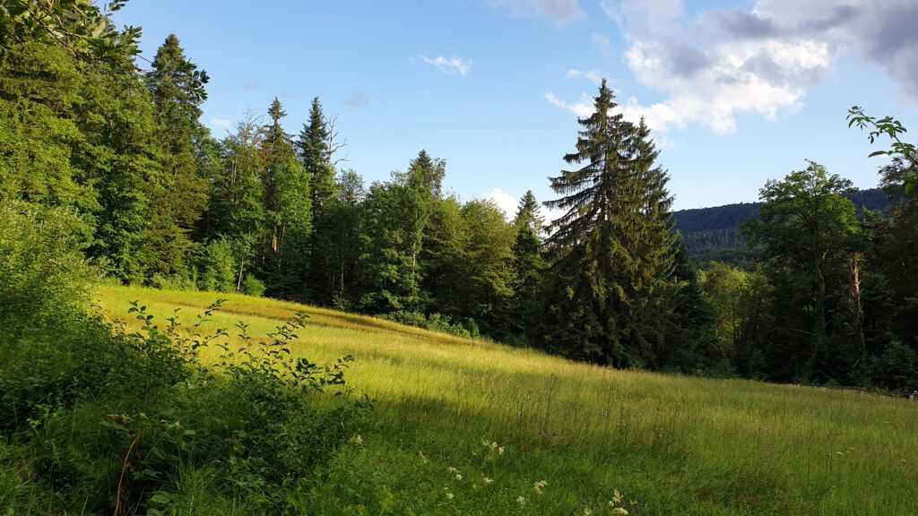 Schönes, weiches Abendlicht im Erlenmoos