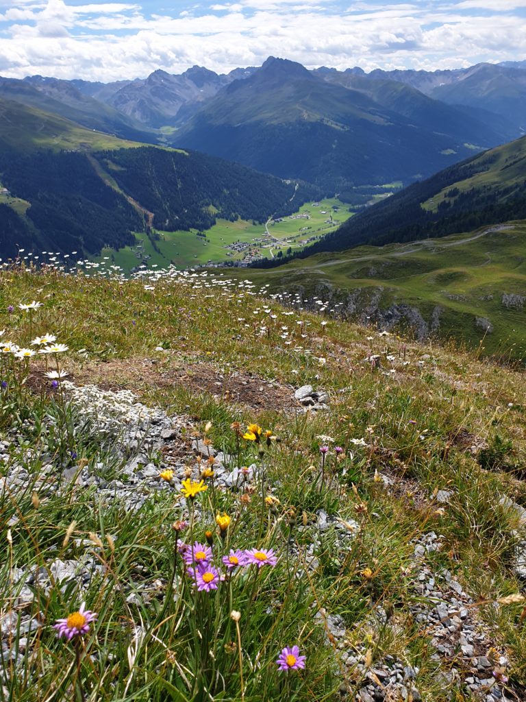 Frühlingshafte Blumenwiese bei Parsenn