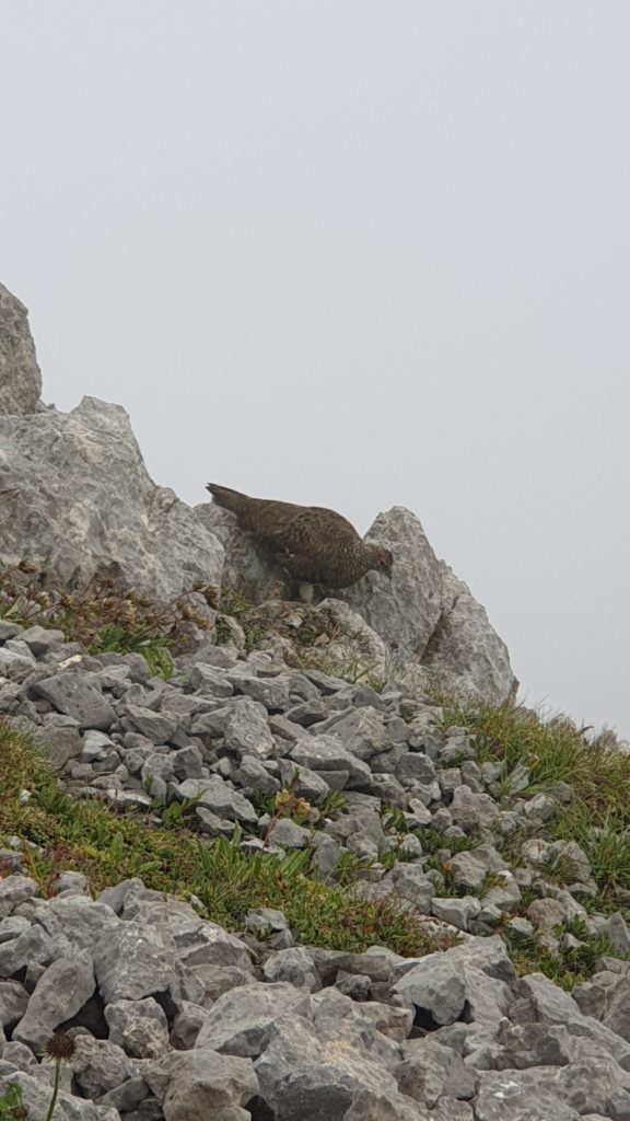 Schneehuhn beim Säntis im Sommerkleid