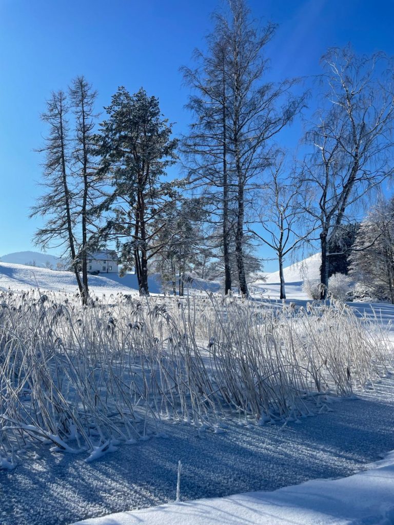 Rauhreif am Schilf